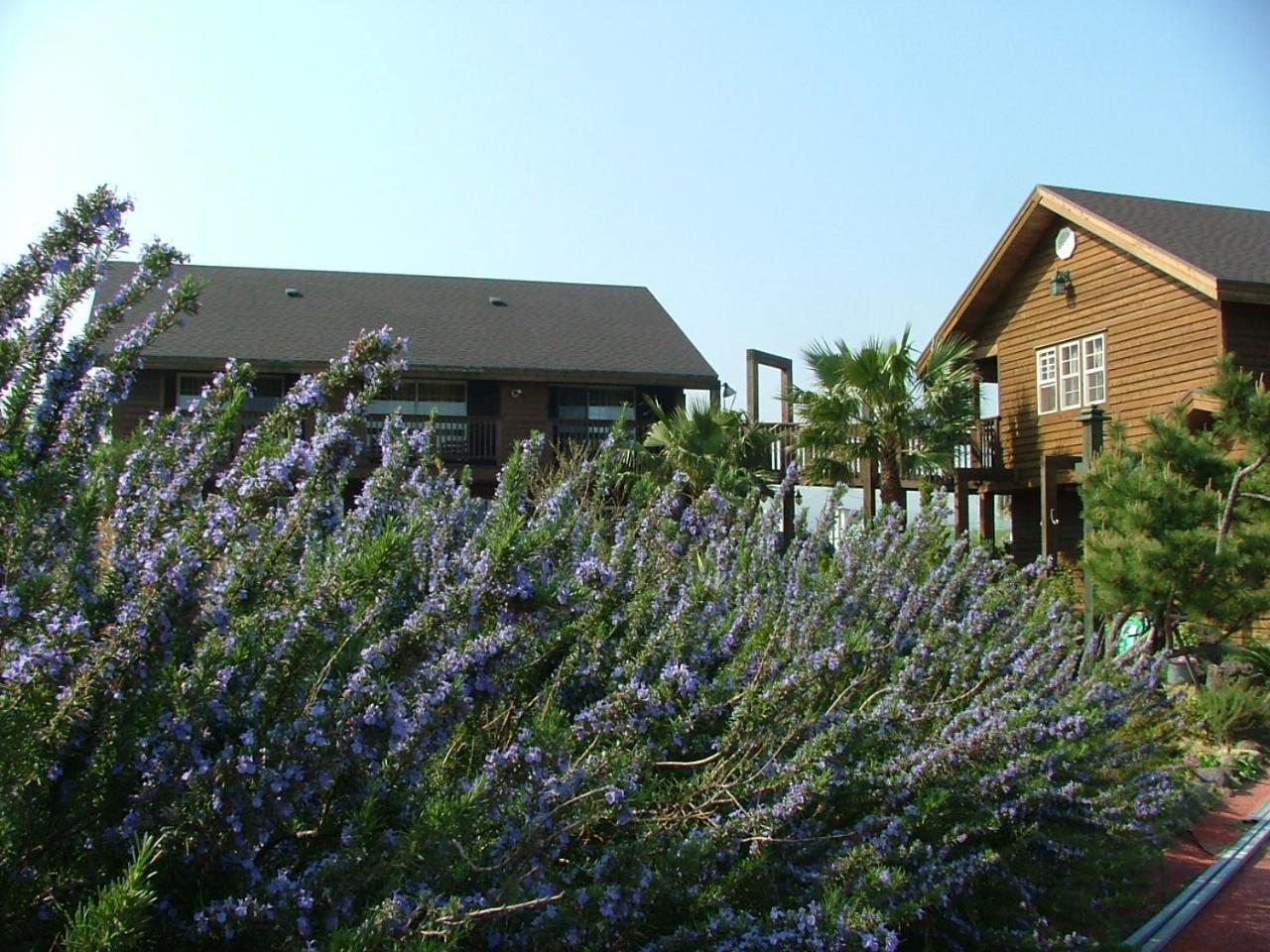 Namu Hyanggi Pension Jeju Ngoại thất bức ảnh